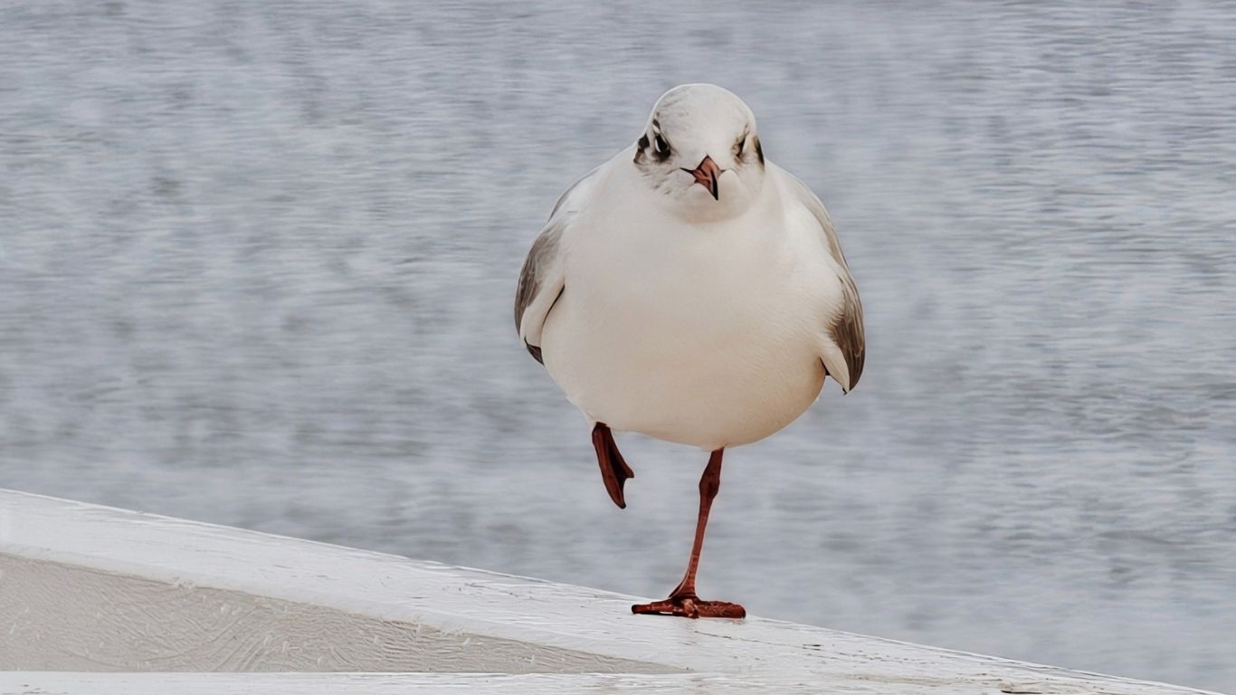 Mewa na molo
