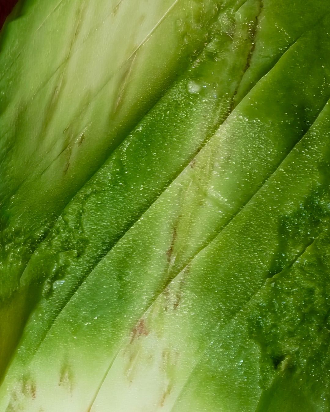 awokado